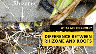 What are Rhizomes The Difference Between Rhizome and Roots plantscience rhizome [upl. by Summons]