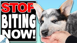 How To STOP Puppy Biting FAST [upl. by Enytsirk]