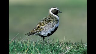 European golden plover [upl. by Asyral]