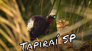 Observação de aves  Expedição Mata Atlântica Tapiraí  São Paulo Trailer [upl. by Ania]