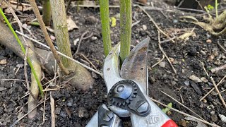 Extreme hard prune of Dogwood Cornus stolonifera ‘Flaviramea’ or similar [upl. by Dlaregztif455]