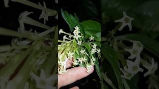 Цеструм белый Cestrum Nocturnum  Weißer Cestrum plants растения цеструм cestrum nocturnum [upl. by Fasto985]