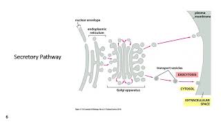 TraskZool 3200Intracellular Trafficking Overview [upl. by Petta203]