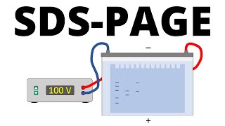 SDSPAGE explained  Protein Separation Technique [upl. by Pals]