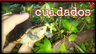 Tortugas kinosternon cuidados basicos y alimentación 🐢👍 [upl. by Araf]