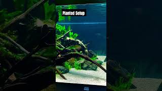 new planted tank setup💟 plantedtank nature fishcare [upl. by Schaper71]