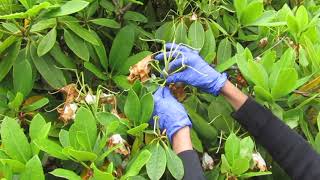 How to Prune Rhododendrons [upl. by Airdnala]