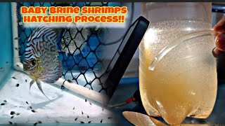 BABY BRINE SHRIMP KAISE HATCH KARE  HATCHING KA ASAAN TARIKA [upl. by Anesor371]