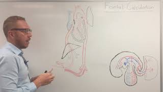 Fetal circulation  Embryology [upl. by Chloe]