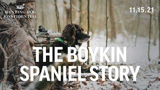 Boykin Spaniel History  Turkey Hunting with a Dog [upl. by Terra]