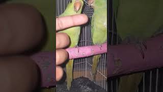 escubidu papa papa birds cute parrot talkingparrot shorts viral [upl. by Notfilc]