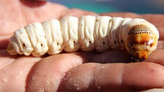 Witchetty Grub [upl. by Triley270]