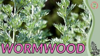 WORMWOOD Information and Growing Tips Artemisia absinthium [upl. by Idorb958]