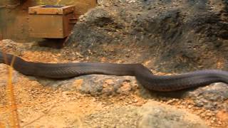 Venomous Black Mamba at the Atlanta Zoo is the longest venomous snake in Africa [upl. by Yerag]