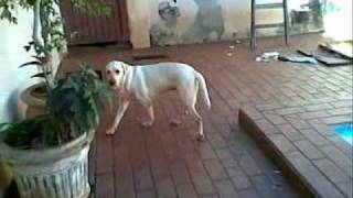 Safira Labrador Sindrome Vestibular0001 Zhenvetwmv [upl. by Coke]