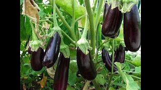 Comment cultiver des aubergines Un guide complet étape par étape [upl. by Rapsag]