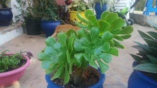 نبتة الأيونيوم  العناية بها والإكثار  Aeonium Arboreum [upl. by Nirrep]