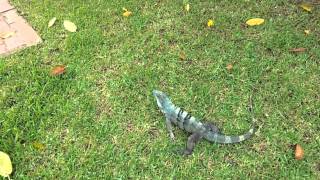 iguana running from me [upl. by Cargian]