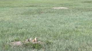 In the Wild Prairie Dogs [upl. by Anirrehs114]