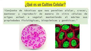 quotCultivos Celularesquot [upl. by Aicinat]