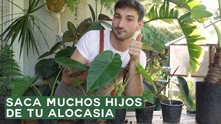 Tutorial reproducción división Alocasia Odora  Oreja de Elefante [upl. by Cohl]