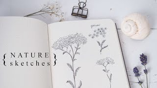 More Botanical Illustration Sketching the Natural World [upl. by Nulubez708]