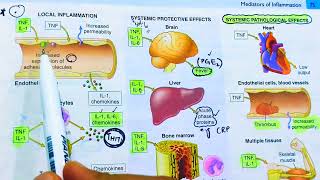 Cytokines and Chemokines Inflammatory mediators of inflammationTNF and InterleukinsRobbins patho [upl. by Annahahs]