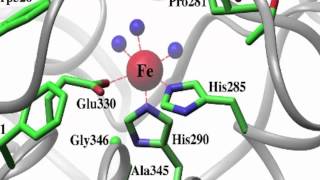 Phenylalanine Hydroxylase [upl. by Irep]