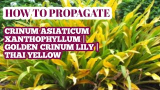 HOW TO PROPAGATE CRINUM ASIATICUM XANTHOPHYLLUM  GOLDEN CRINUM LILY  THAI YELLOW [upl. by Cowey]