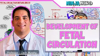 Embryology  Development of Fetal Circulation [upl. by Azaria107]