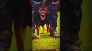 Training Tactical K9 Dogs Loyalty and Discipline in the Midst of Danger 🐕‍🦺🔍 [upl. by Pedrotti]