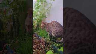 Ginger tabby cat likes to eat wheat grass cats [upl. by Tanitansy]