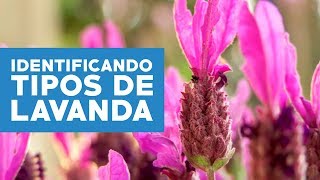 ¿Cómo identificar y cuidar las variedades de lavanda [upl. by Julide]