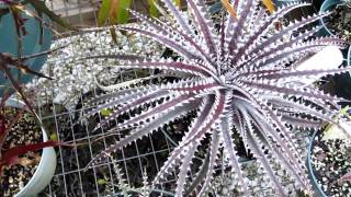 Dyckia bromeliads explained care and maintenance of dyckia [upl. by Ferris]