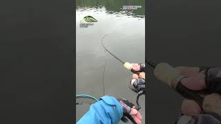 【AREA TROUT FISHING】 20241018 Part13 [upl. by Iona]