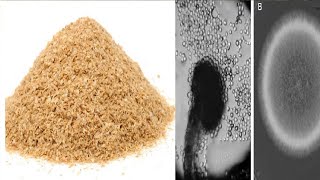 Production and Characterization of Xylanase from Aspergillus niger using Wheat Bran Corn Cobs [upl. by Acirne990]