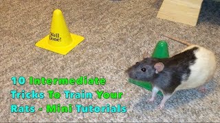 10 Intermediate Tricks To Train Your Rats  Mini Tutorials [upl. by Wendeline129]