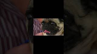 Pug dog Genetic Defect  Result Of Selective Breeding shorts [upl. by Sven]