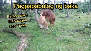 Paano magpabulog ng inahing Baka [upl. by Lyrem431]