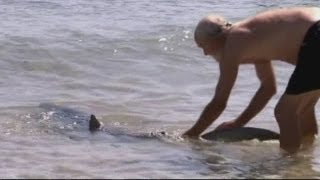 Dramatic video Man pushes shark back into sea in Australia [upl. by Allrud]