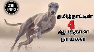 தமிழ்நாட்டின் 4 ஆபத்தான நாய்கள் Tamil Nadu top 4 dangerous dog  sri info [upl. by Mile]