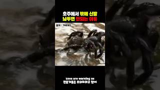 호주에서 밖에 신발 놔두면 안되는 이유 [upl. by Euqinue976]