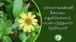 வியக்கவைக்கும் கரிசலாங்கண்ணி மருத்துவம்  karisalankanni benefits in tamil [upl. by Ryan572]