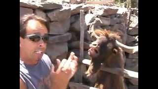 Very funny a man argues with spitting goat [upl. by Charbonneau126]