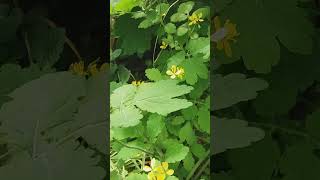 Greater celandine  Plants in the city [upl. by Eilitan]