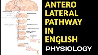 Anterolateral Pathway in English anterolateralpathway spinothalamictractscns DoctorsCorner [upl. by Oijimer]