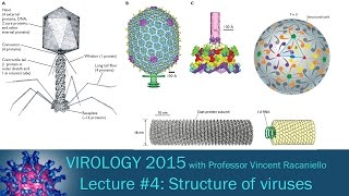 Virology 2015 Lecture 4 Structure of viruses [upl. by Mihar]