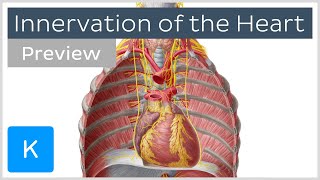 Innervation of the heart preview  Human Anatomy  Kenhub [upl. by Orly]