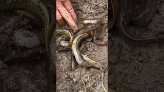 Too many snake fish under watery muddy soil ytshorts fishing catchingfish rural [upl. by Cleland]