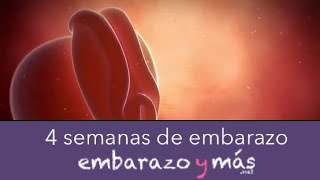 4 semanas de embarazo  Primer mes  EMBARAZOYMAS [upl. by Lyrradal]